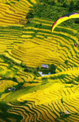 Khám phá các ruộng bậc thang đẹp nhất Lào Cai vào mùa lúa chín